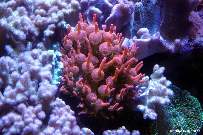 Blasenanemone
(Entacmaea quadricolor) Entacmaea quadricolor