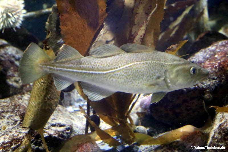 Gadus morhua-5