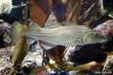 Gadus morhua