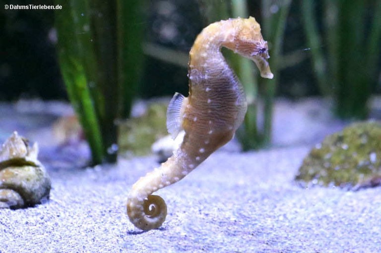 Hippocampus reidi