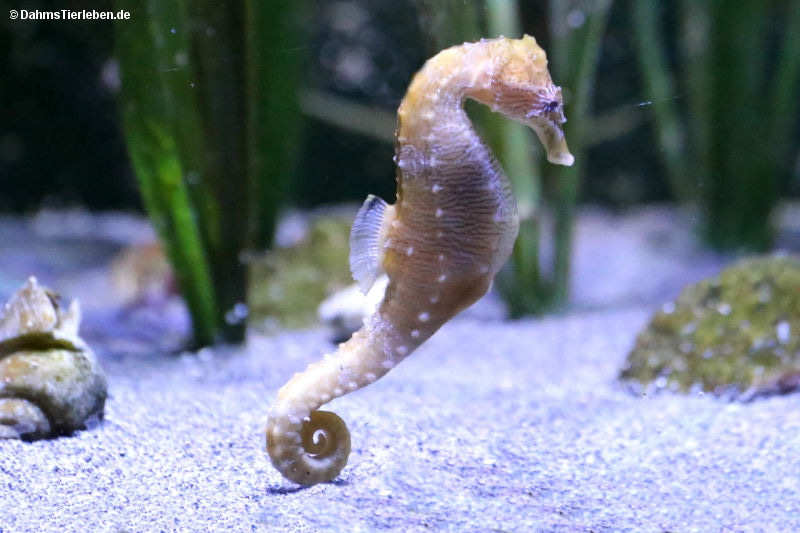 Hippocampus reidi