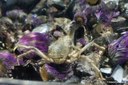 Hyas araneus