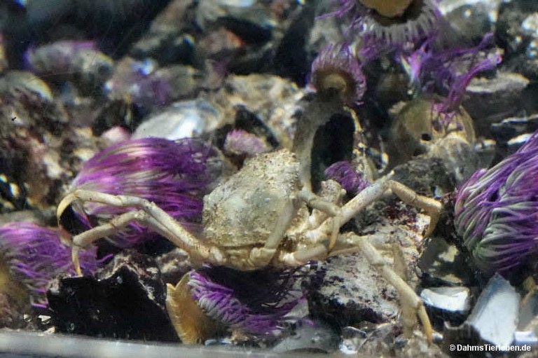 Hyas araneus