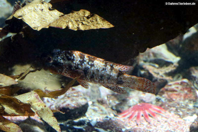 Labrus bergylta-2