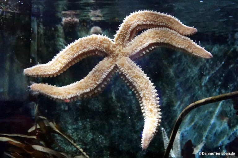 Marthasterias glacialis