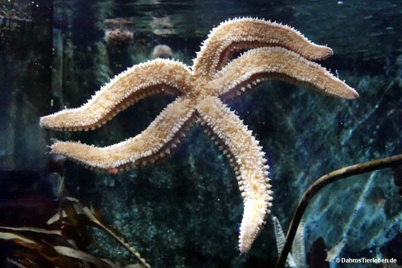Marthasterias glacialis