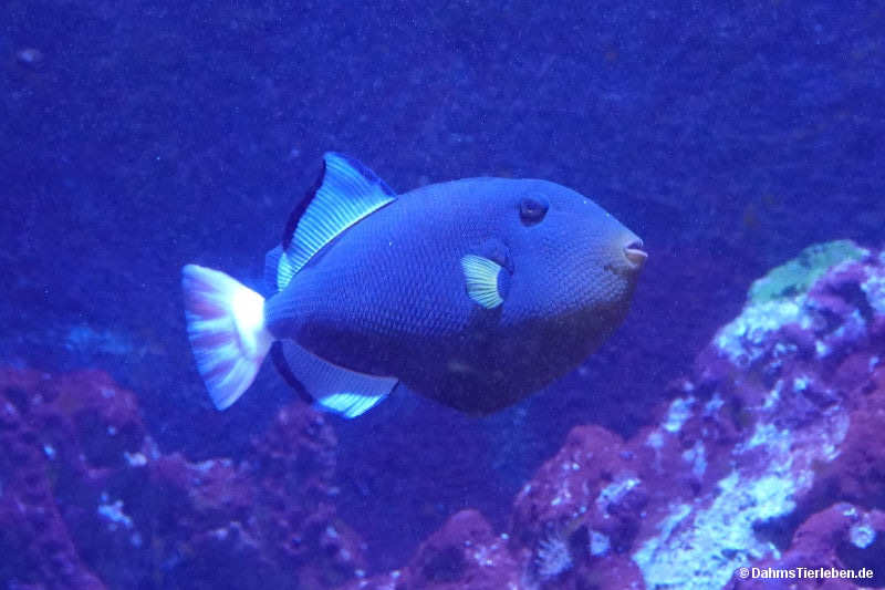 Witwen-Drückerfisch Melichthys vidua-2