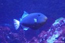 Melichthys vidua