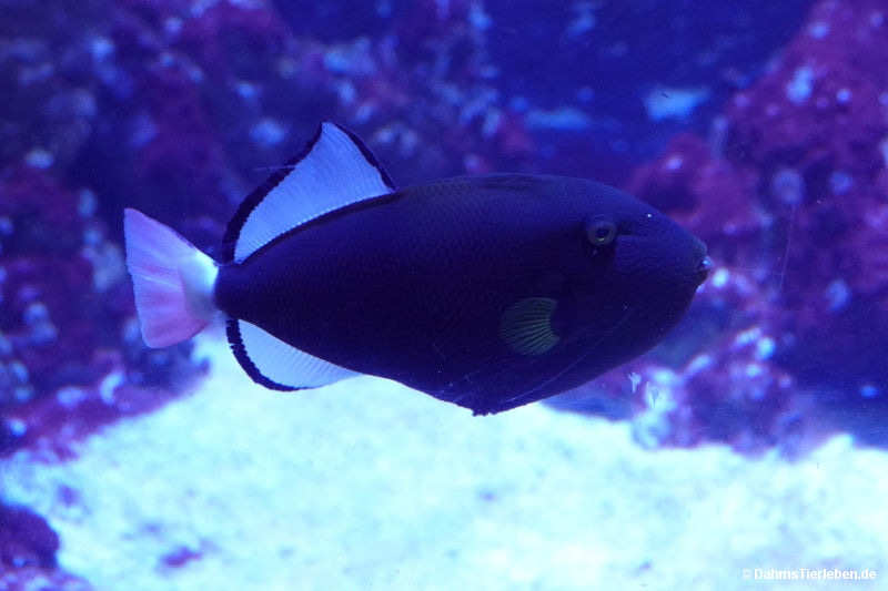 Melichthys vidua