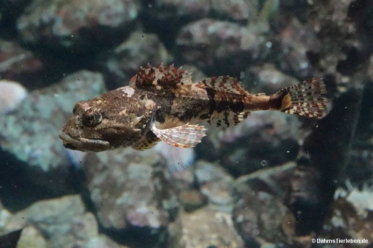 Myoxocephalus scorpius