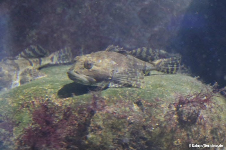 Myoxocephalus scorpius