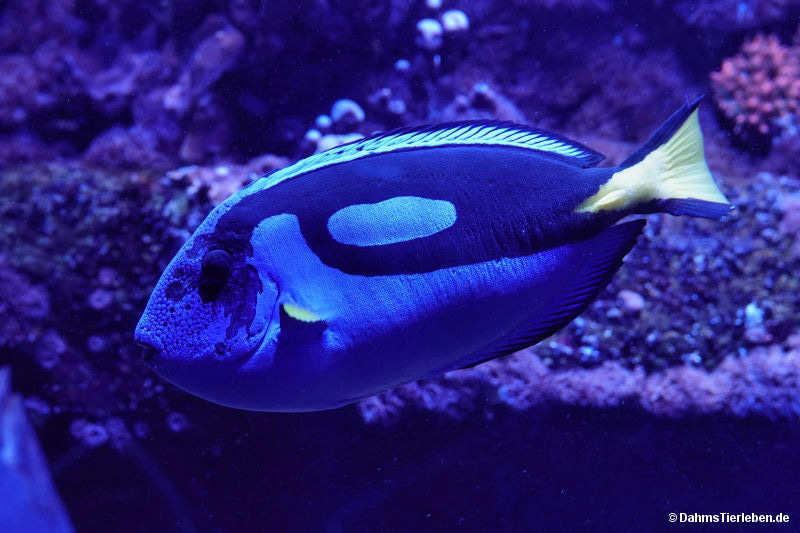 Paracanthurus hepatus