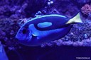 Paracanthurus hepatus