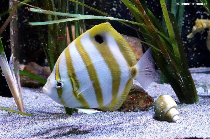 Parachaetodon ocellatus-2