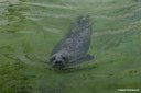 Phoca vitulina vitulina