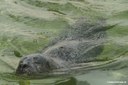 Phoca vitulina vitulina