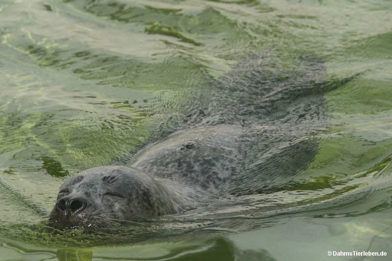 Phoca vitulina vitulina