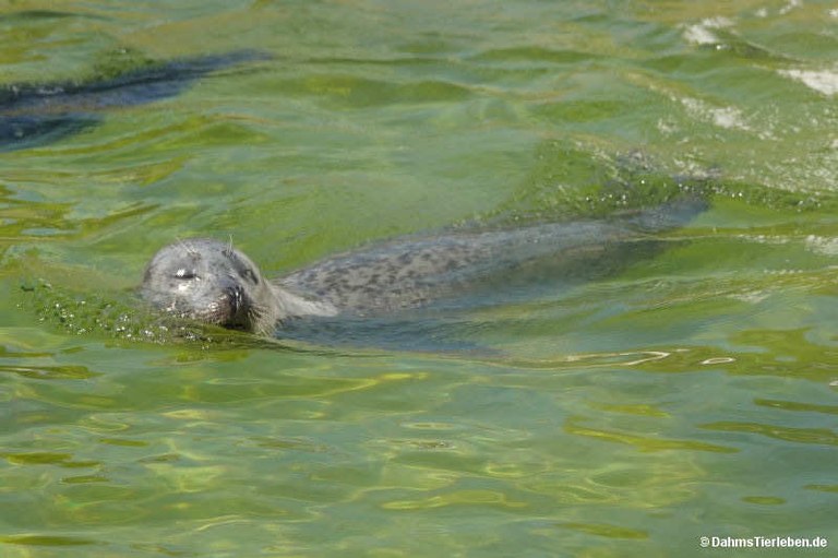 Phoca vitulina vitulina