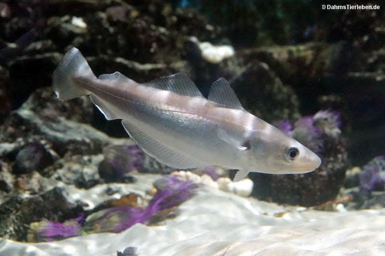 Pollachius pollachius