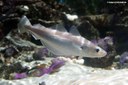 Pollachius pollachius