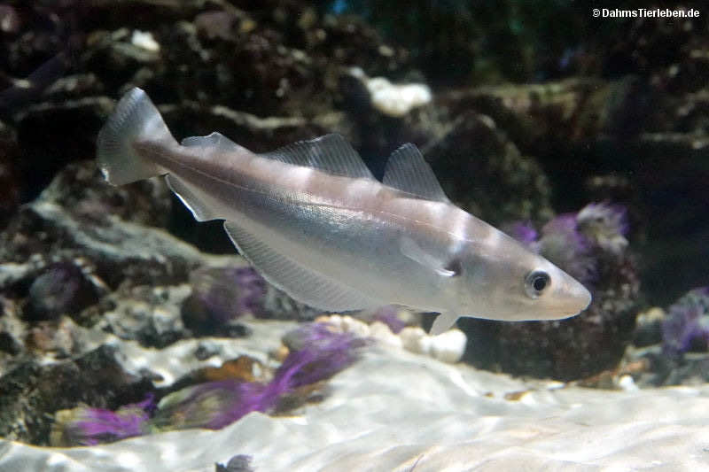 Pollachius pollachius