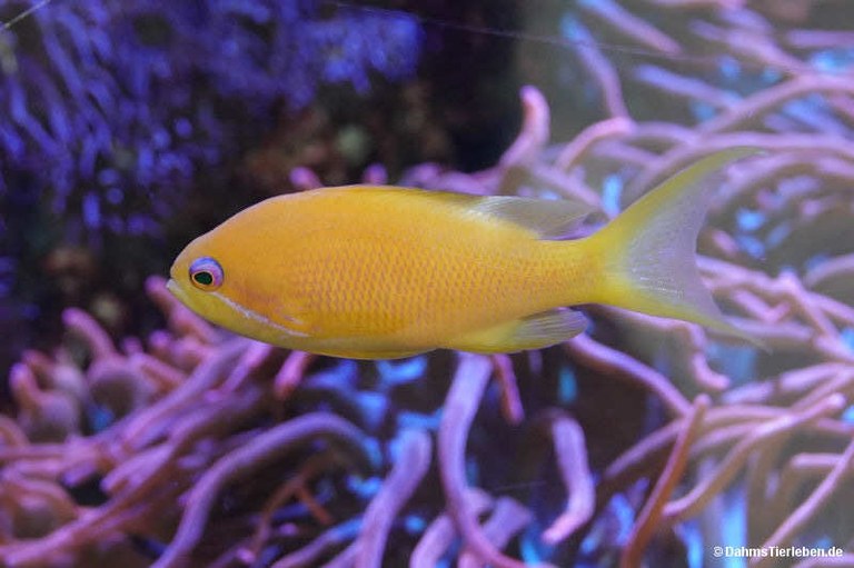 Pseudanthias squamipinnis
