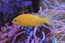 Pseudanthias squamipinnis