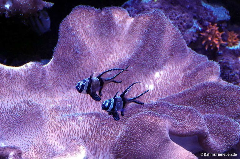 Pterapogon kauderni