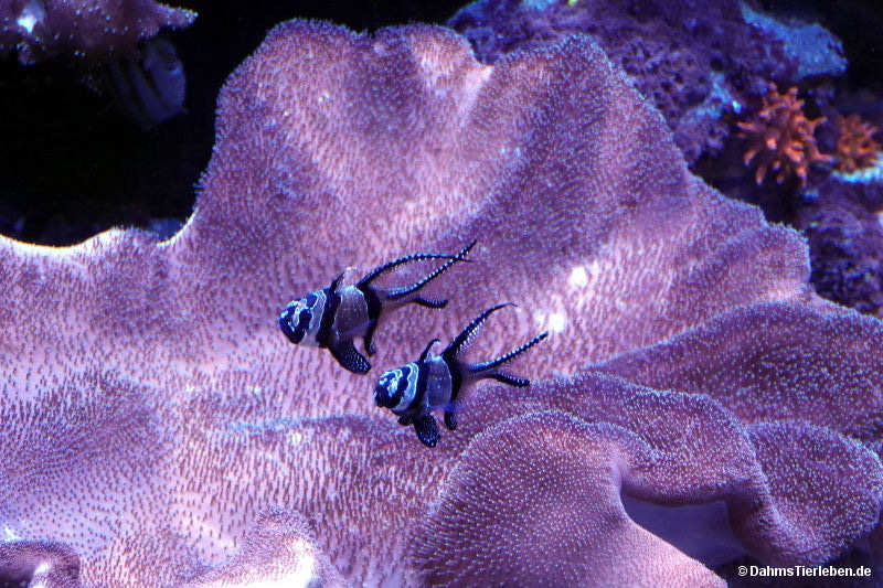 Pterapogon kauderni