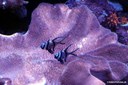 Pterapogon kauderni
