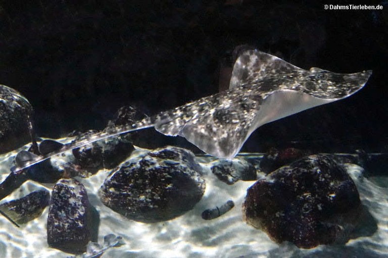 Raja clavata