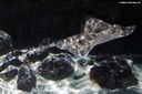 Raja clavata