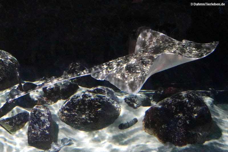 Nagelrochen Raja clavata-4