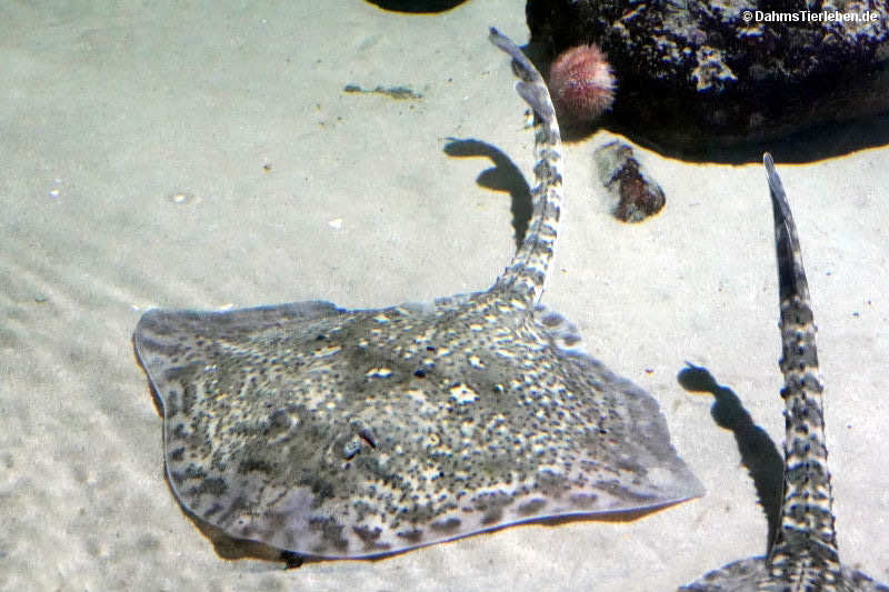 Nagelrochen Raja clavata-1