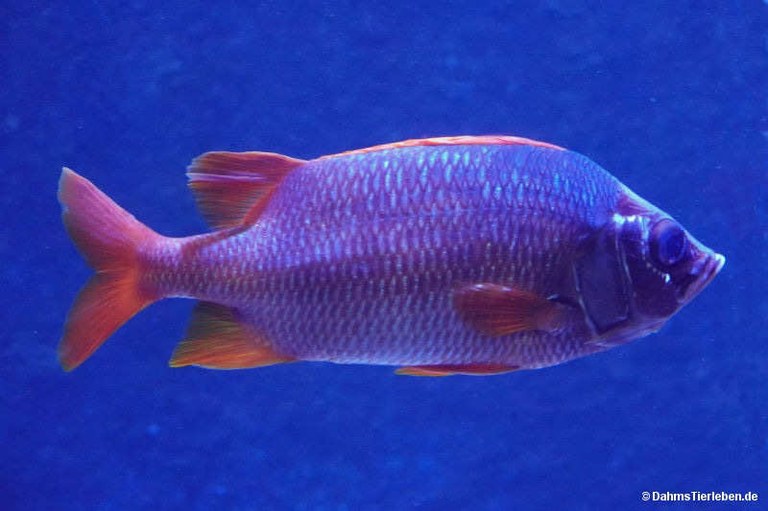 Sargocentron spiniferum