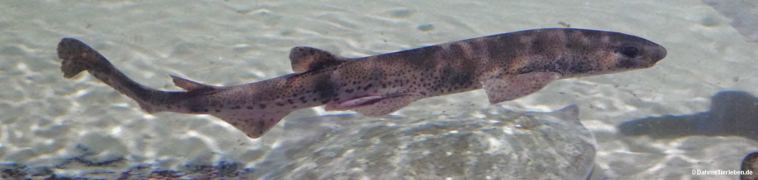 Scyliorhinus stellaris-1