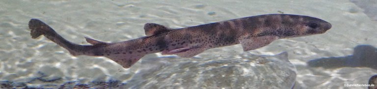 Scyliorhinus stellaris