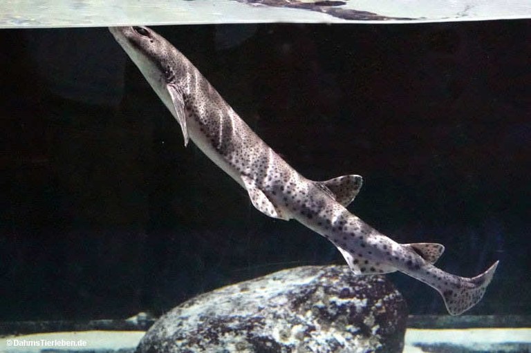 Scyliorhinus stellaris