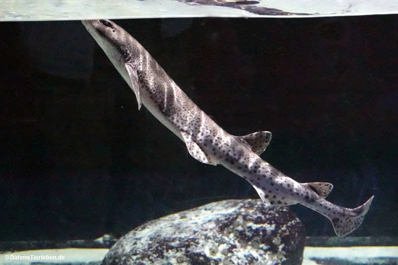 Scyliorhinus stellaris-2