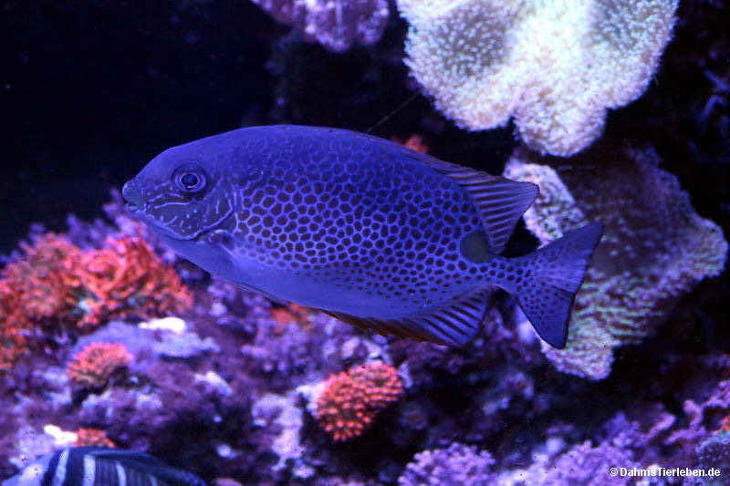 Siganus guttatus