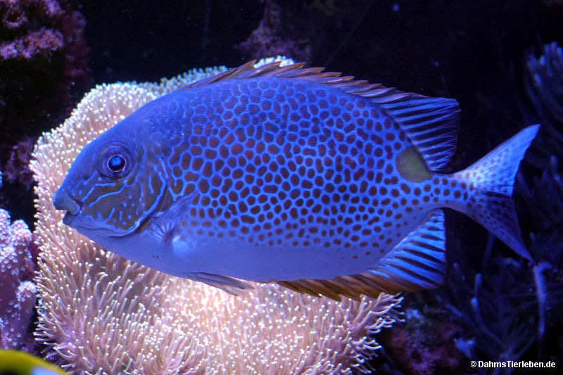 Goldfleck-Kaninchenfisch
(Siganus guttatus) Siganus guttatus