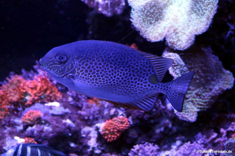 Siganus guttatus