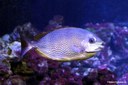 Siganus javus
