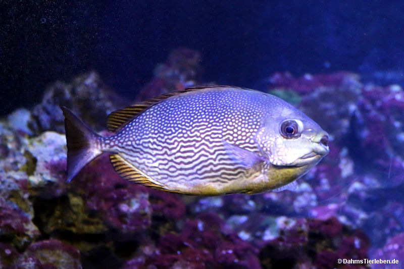 Siganus javus