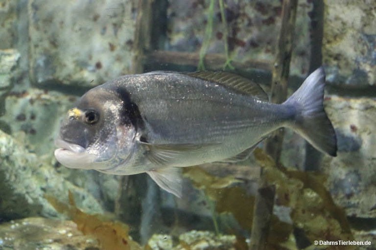 Sparus aurata