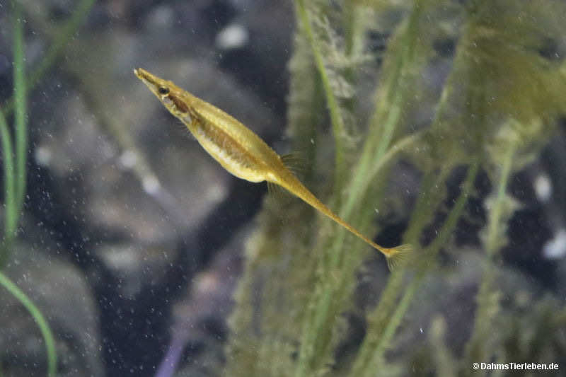 Spinachia spinachia
