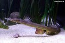Syngnathus acus