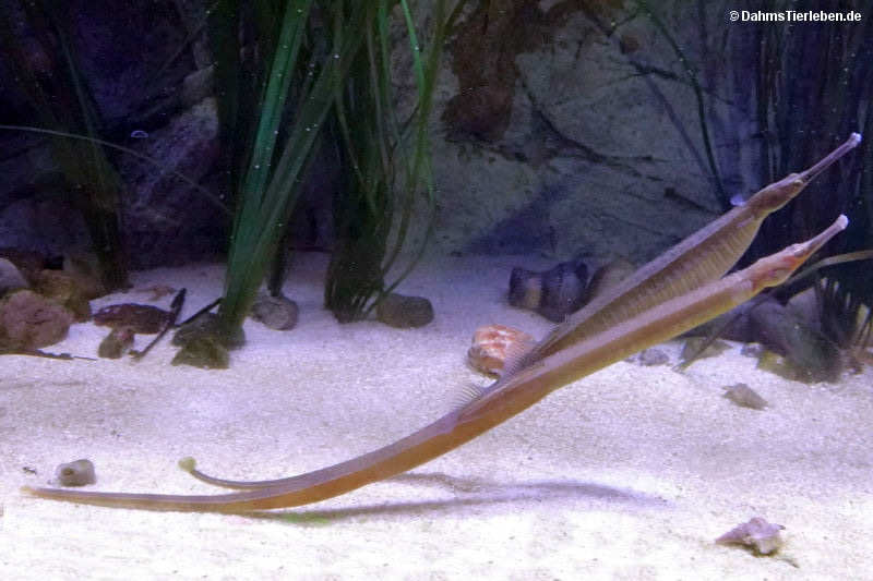Große Seenadeln Syngnathus acus-1