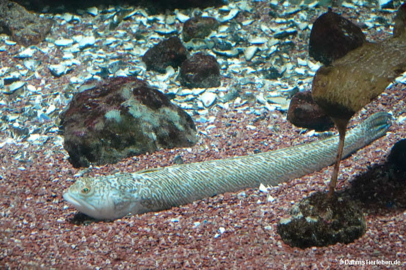 Trachinus draco-2