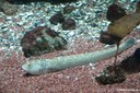 Trachinus draco